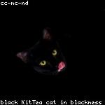 cat 11
