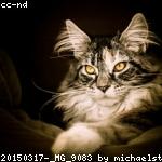 cat 8