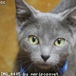 cat 9