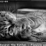 cat 4