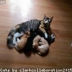 cat 13