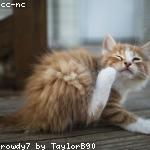 cat 1