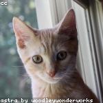 cat 3