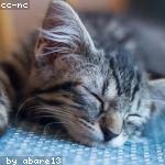 cat 10