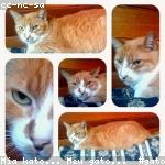 cat 14