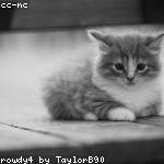cat 2