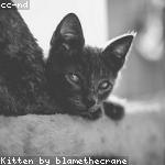 cat 5