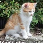 cat 6
