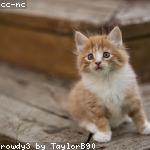 cat 7
